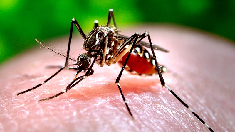 58 Dengue Positive Case Detected In Khordha In Last 24 Hours