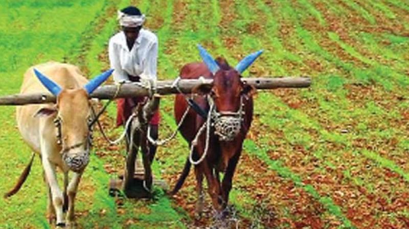 Rs 313.61 Crore For Farmer Producer Organisations In Odisha Gets Cabinet Nod