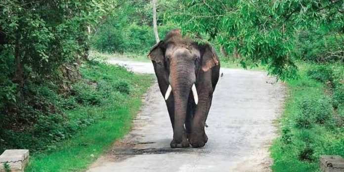 Elephant Killed 60 Years Old Man At Subarnapur While Sleeping