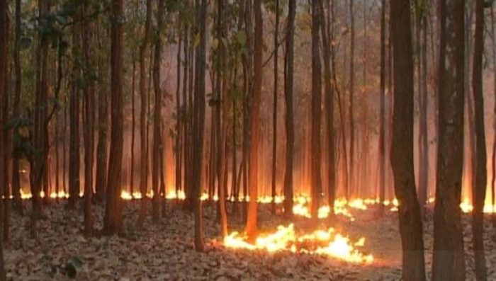 More than 24 Thousand Fire Incident In 2023 Till March In Odisha's Forest