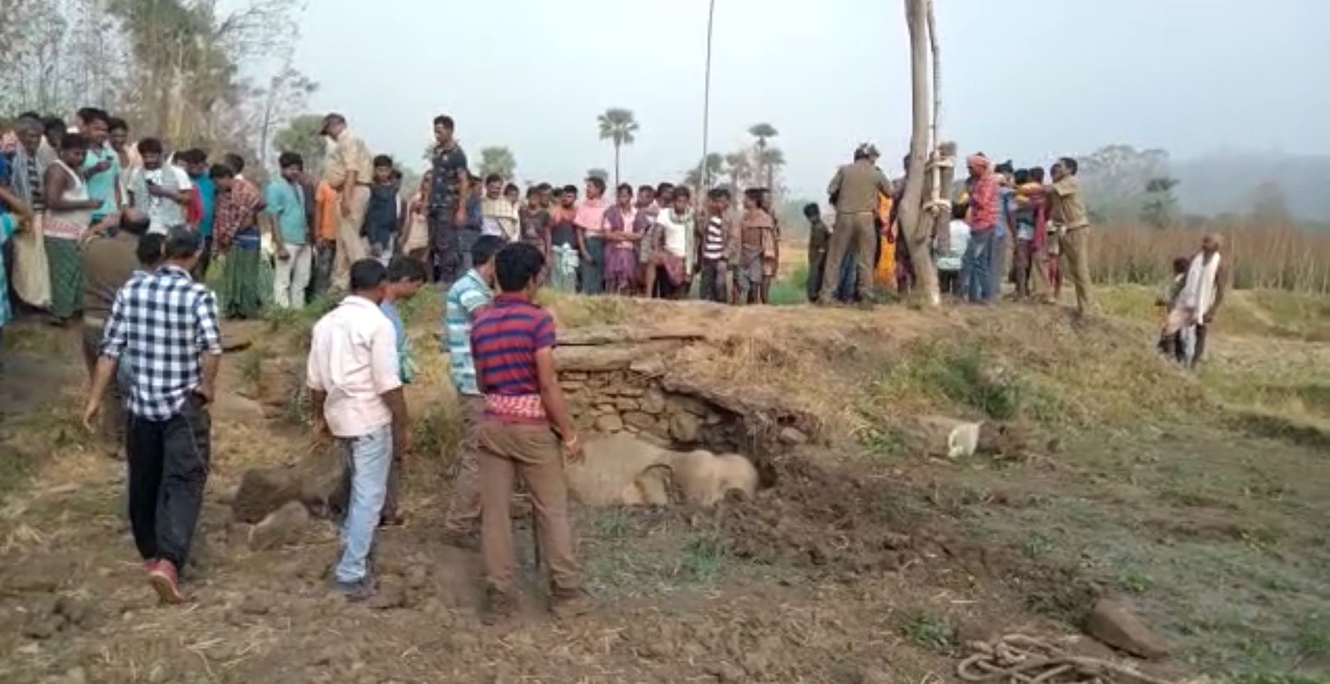 Elephant Rescued After Hour Of Operation In Angul