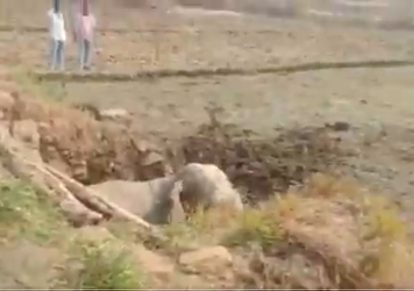 Elephant Falls Into Well At Angul, Rescue Operation On