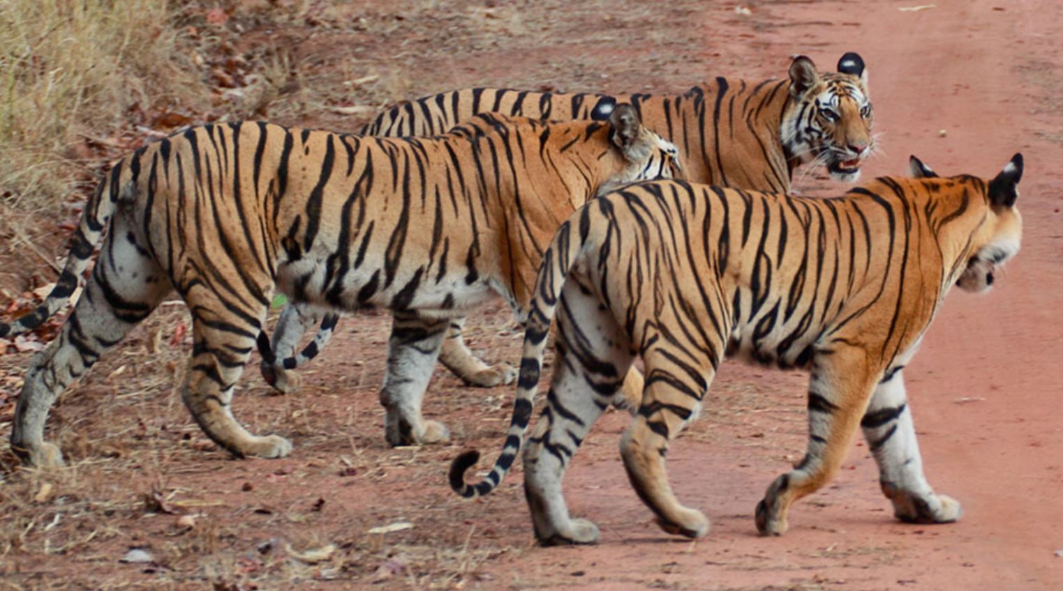 Four Tigers Mysteriously Disappeared From Ranthambore National Park Rajasthan