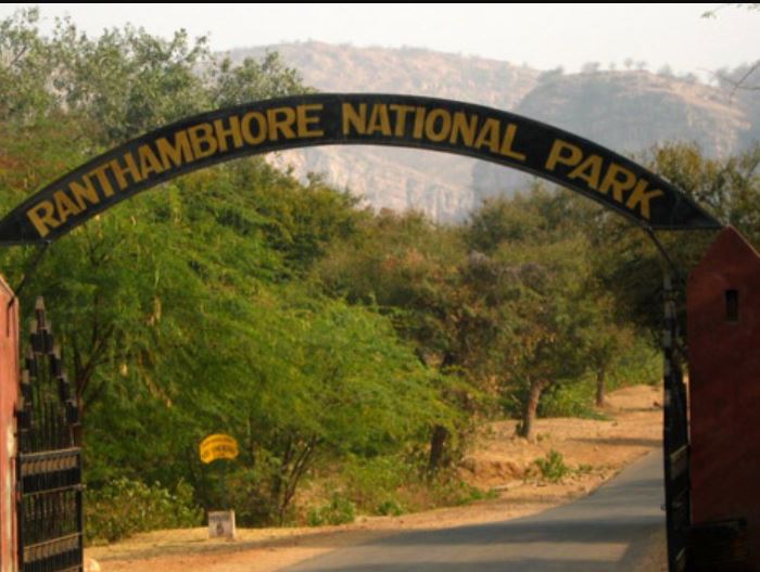 Four Tigers Mysteriously Disappeared From Ranthambore National Park  Rajasthan