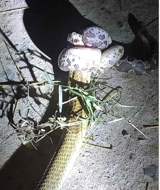 Snake Helpline Rescued Two Snake At Jajpur 