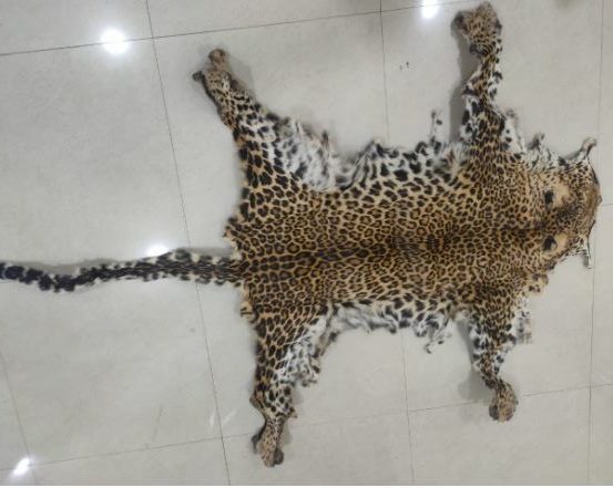 Leopard Skin Seized In Boudh, One Arrested