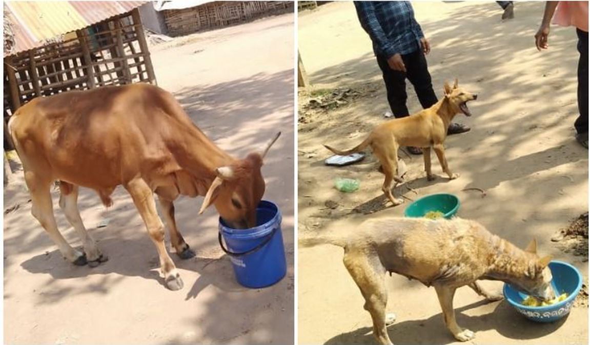 CM Approves 55 Lakhs From CMRF For Feeding Stray Dogs