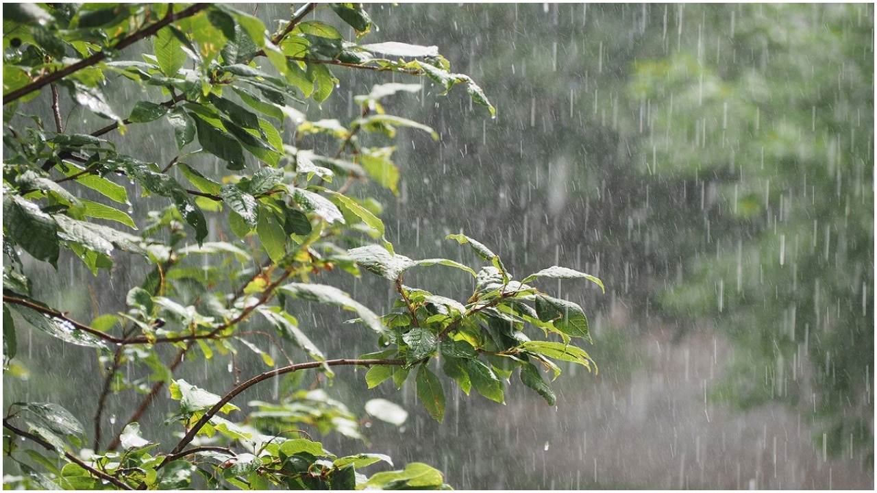 Will South West Monsoon Manage Deficient Rain Situation In Odisha