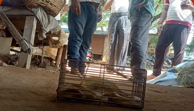Indian Cobra Rescued From Mouse Trap In Odisha's Puri