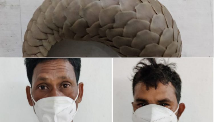 STF Recovered Live Pangolin In Sonepur Arrested Two
