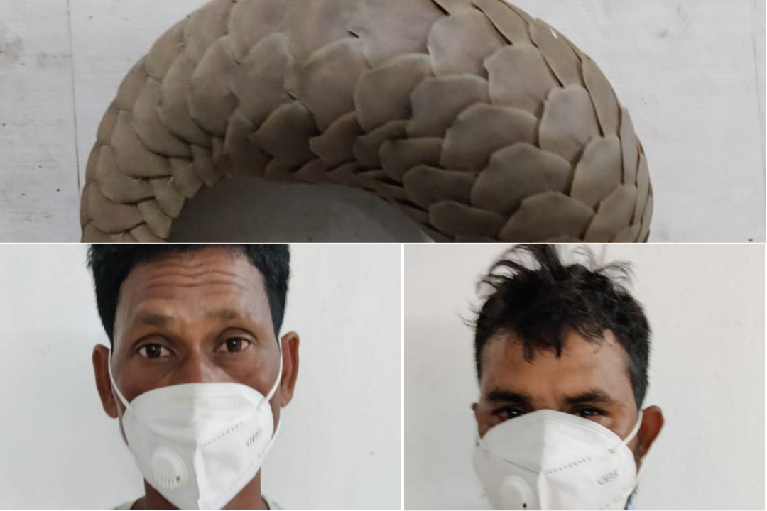 STF Recovered Live Pangolin In Sonepur Arrested Two