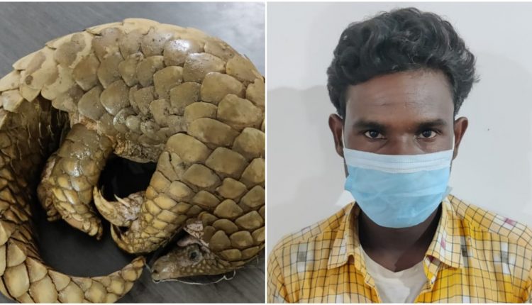 stf-rescued-live-pangolin-from-boudh