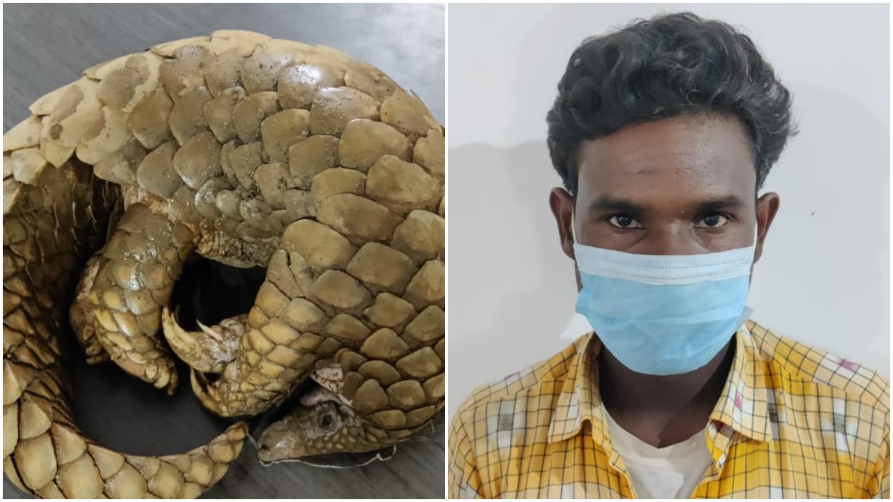stf-rescued-live-pangolin-from-boudh
