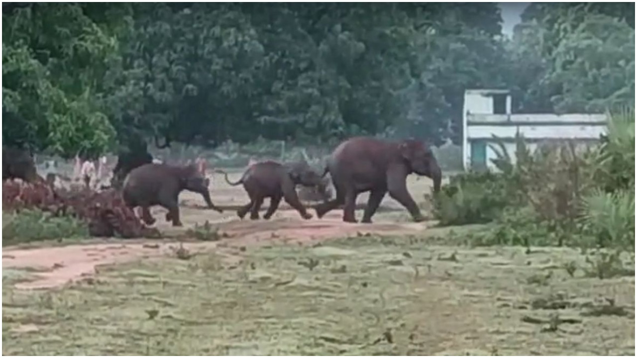 Elephant Terror In Angul's Village, People In Fear