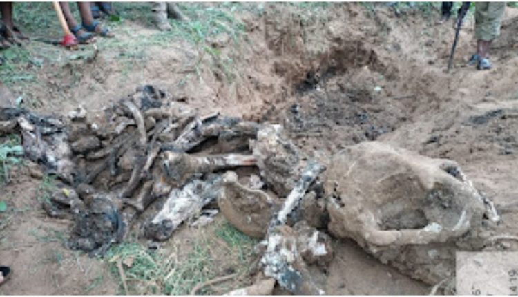 Skeleton Of Another Elephant Recovered From Badamba Range
