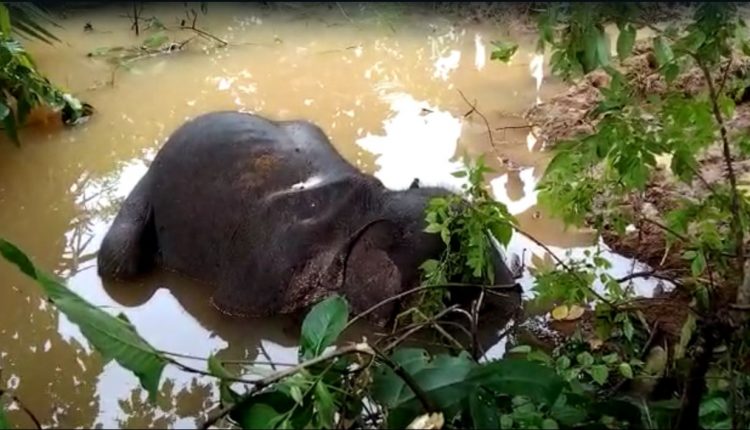 Baby Elephant Found Dead In Kamakhyanagar