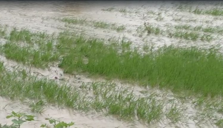 Consecutive Rain Hundreds Of Acres Land Affected In Rayagada