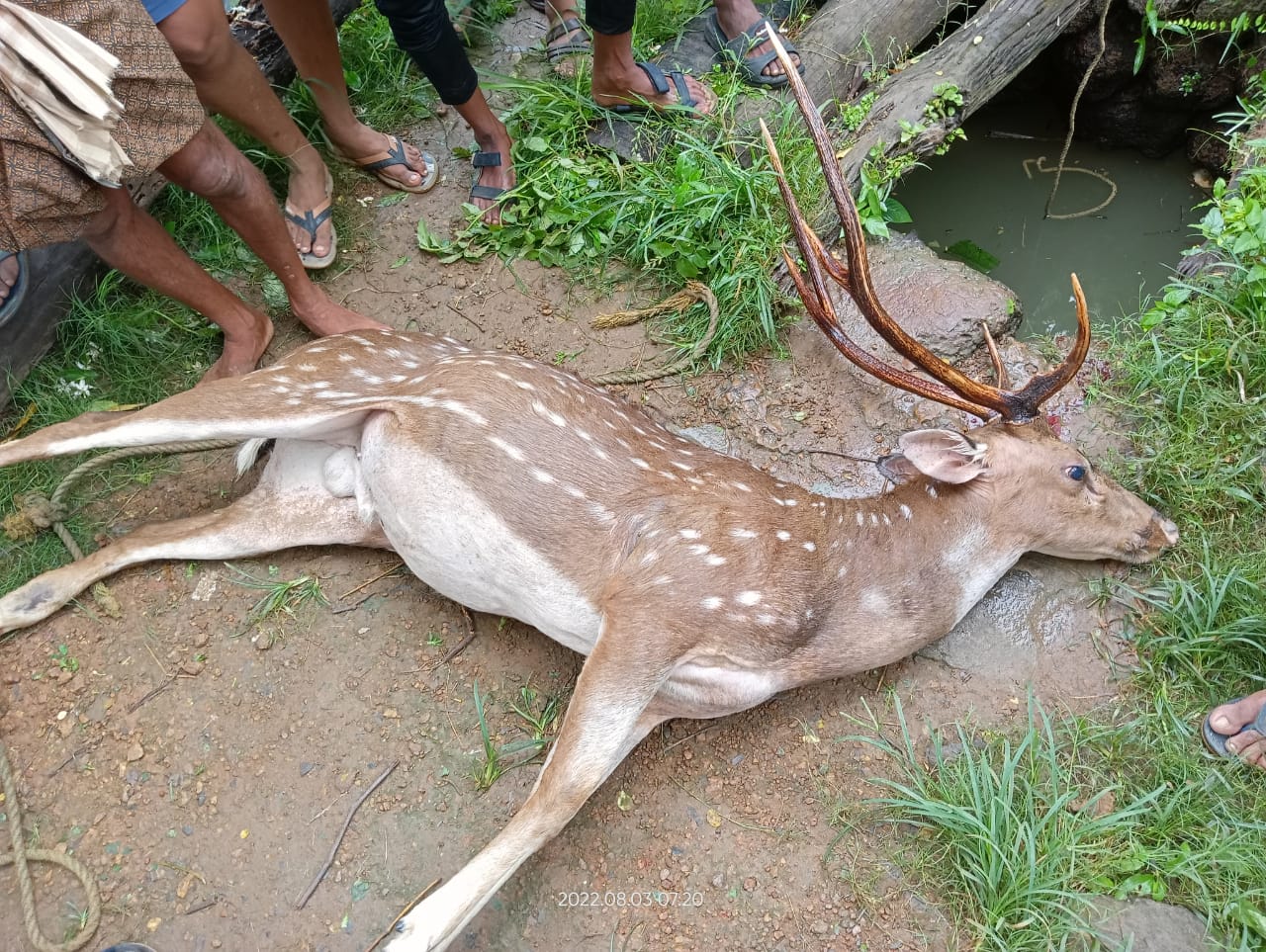 Deer Found Dead In A Well Of Dhenkanal