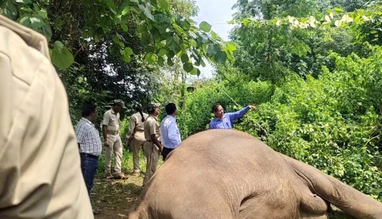 Forester And Forest Guard Suspends For Elephant Death In Keonjhar
