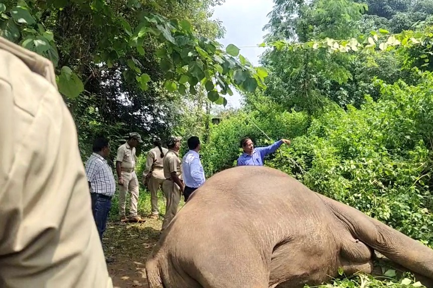 Forester And Forest Guard Suspends For Elephant Death In Keonjhar