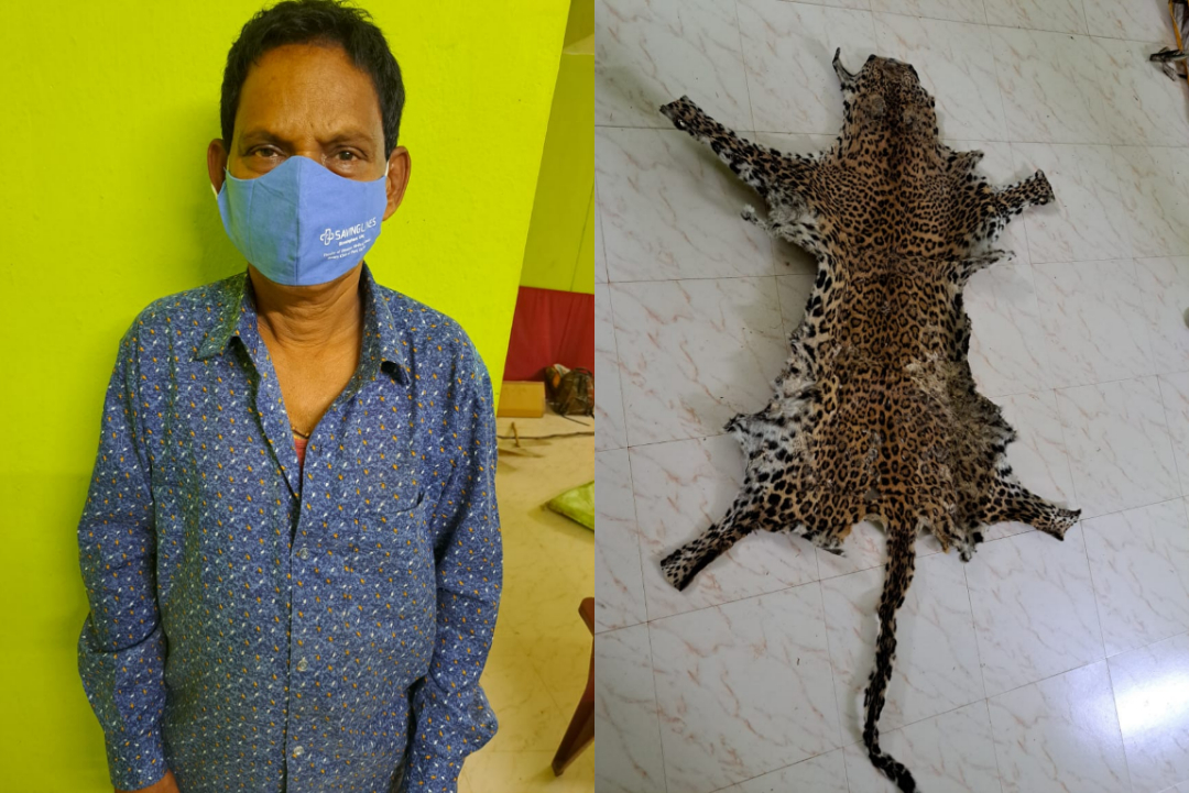 STF Seized Leopard Skin And Arrested One From Tikabali