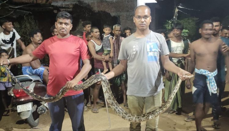 8 Feet Python Rescued In Ganjam
