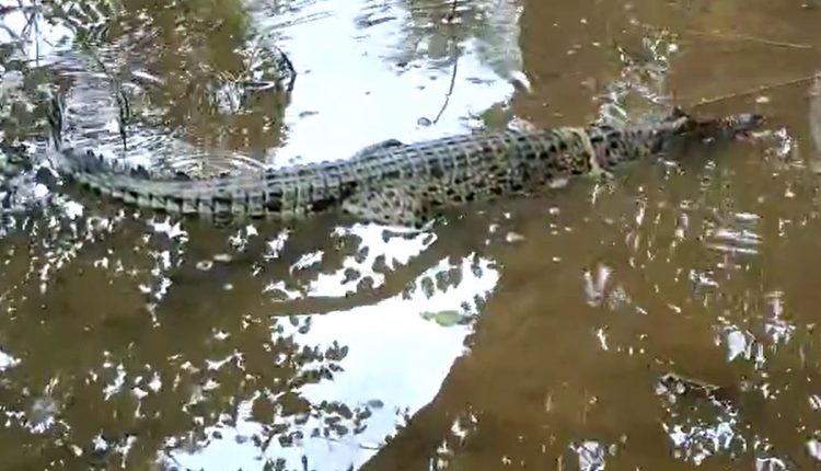 Child Crocodile Found During Fishing In Jajpur