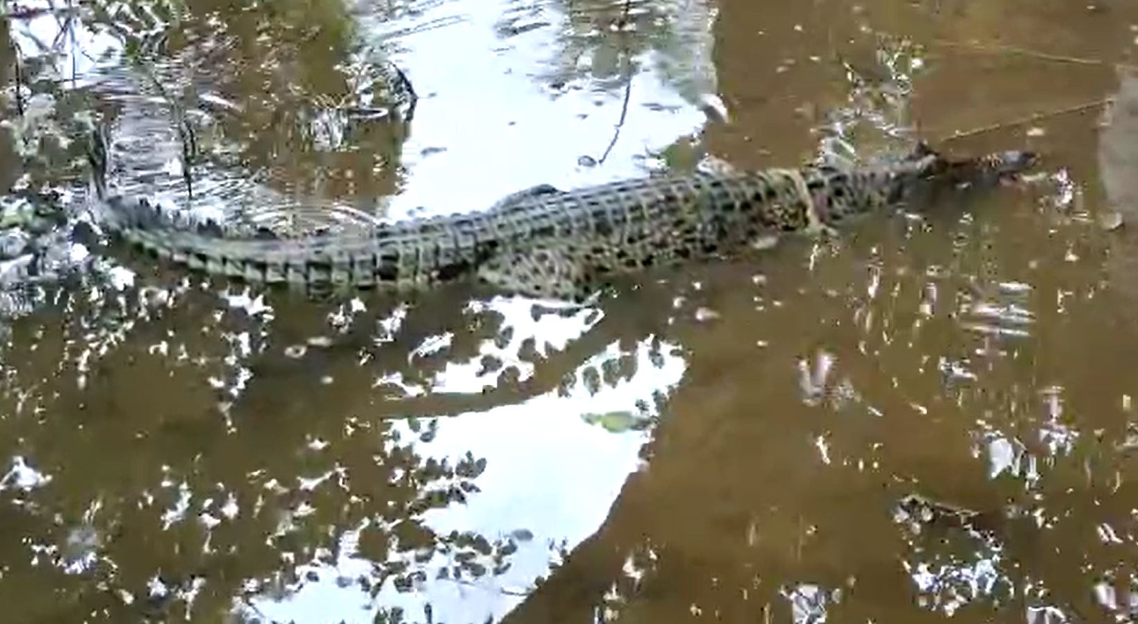 Child Crocodile Found During Fishing In Jajpur