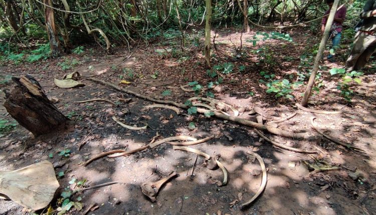 Elephant Skeleton Found In Forest Angul