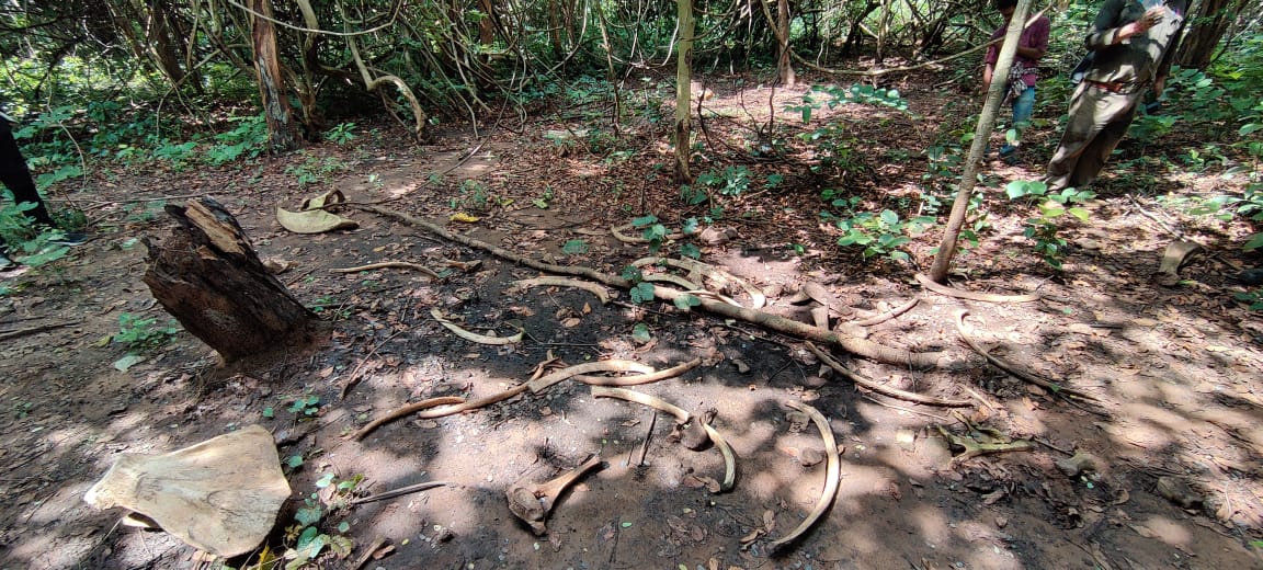Elephant Skeleton Found In Forest Angul