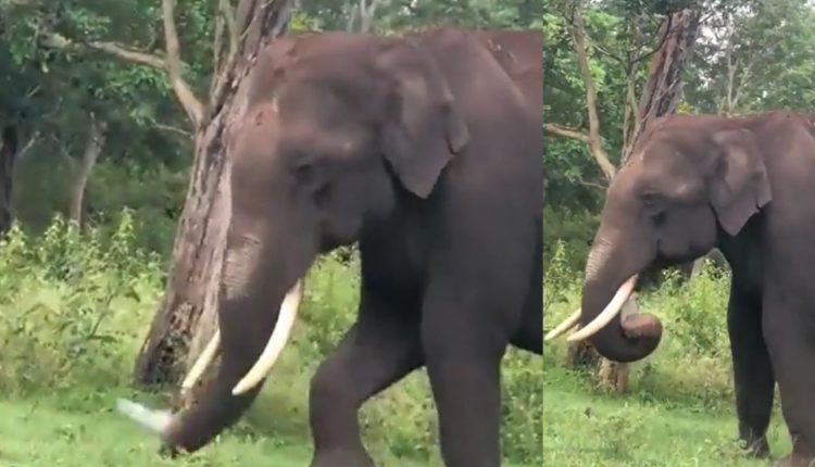 Hungry Elephant Trying To Eat Plastic
