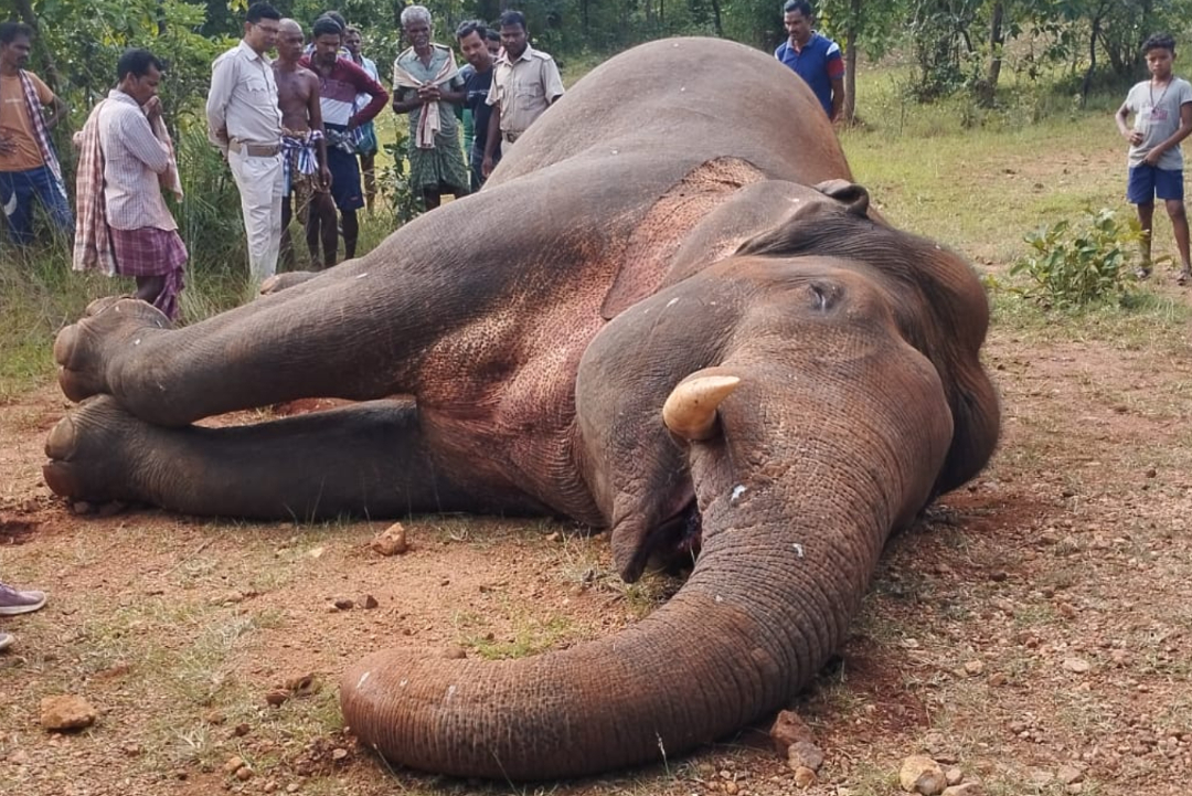 Another Tusker Dies In Angul Forest