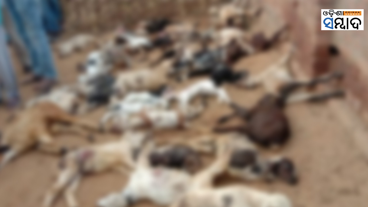 63 Goats Found Dead, 28 Injured In Unidentified Wild Animal Attack