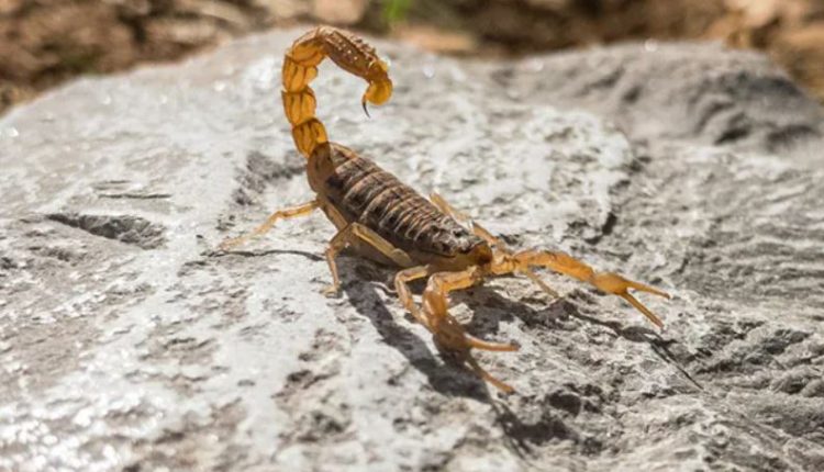7 Year Old Boy Dies From Multiple Heart Attacks After Yellow Scorpion Bite