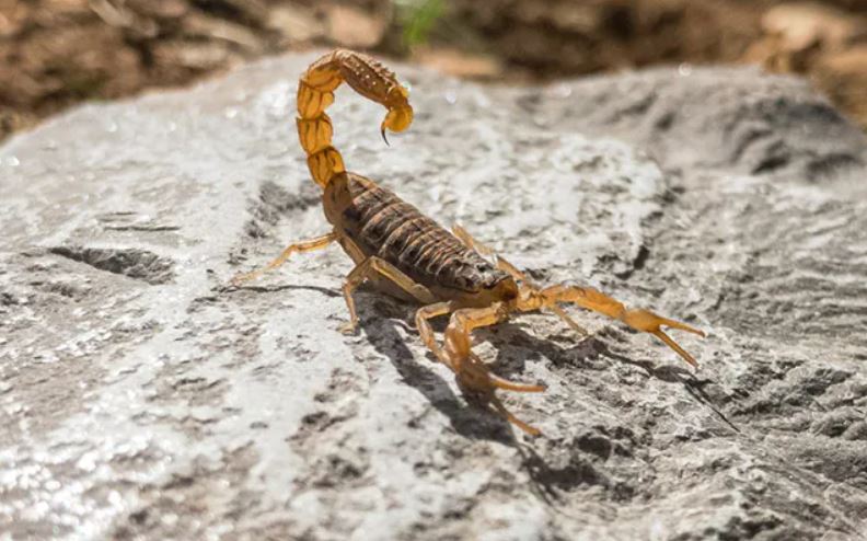 7 Year Old Boy Dies From Multiple Heart Attacks After Yellow Scorpion Bite