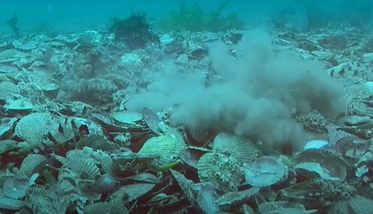 Octopuses Throwing Things Under Sea