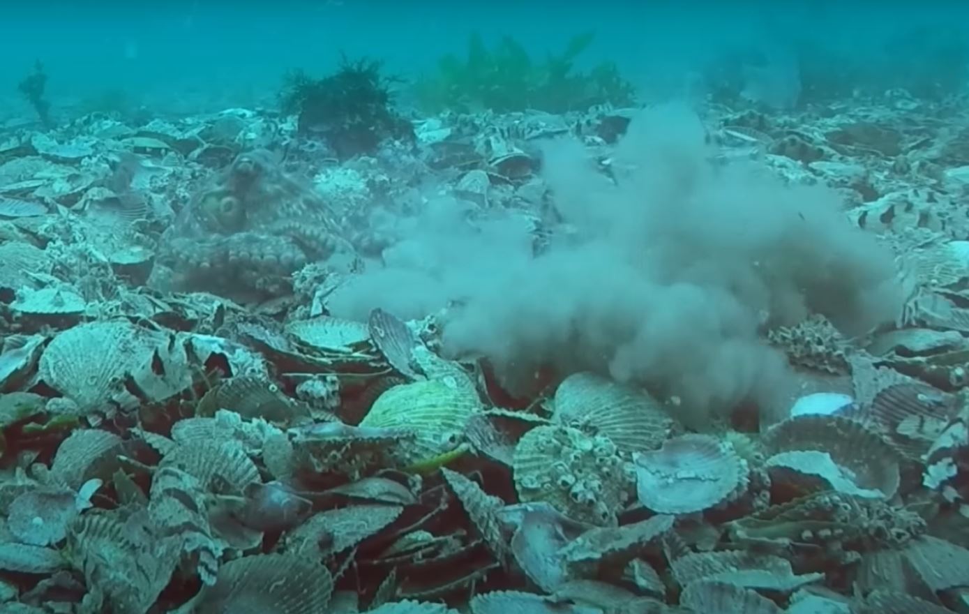 Octopuses Throwing Things Under Sea