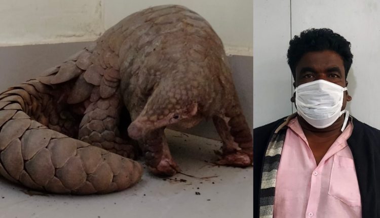 Pangolin Rescued, One Arrested By STF