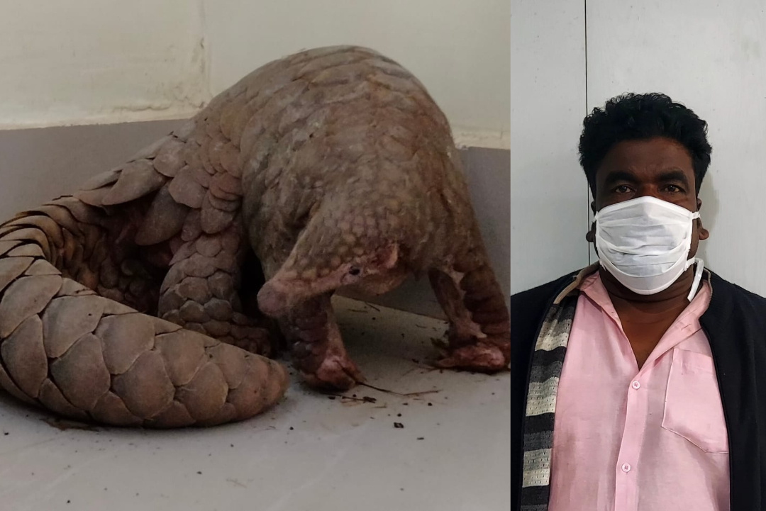 Pangolin Rescued, One Arrested By STF