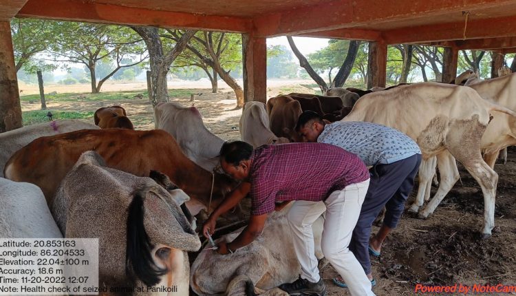 STF Seized Cattle Loaded Truck And Arrested Two In Jajpur