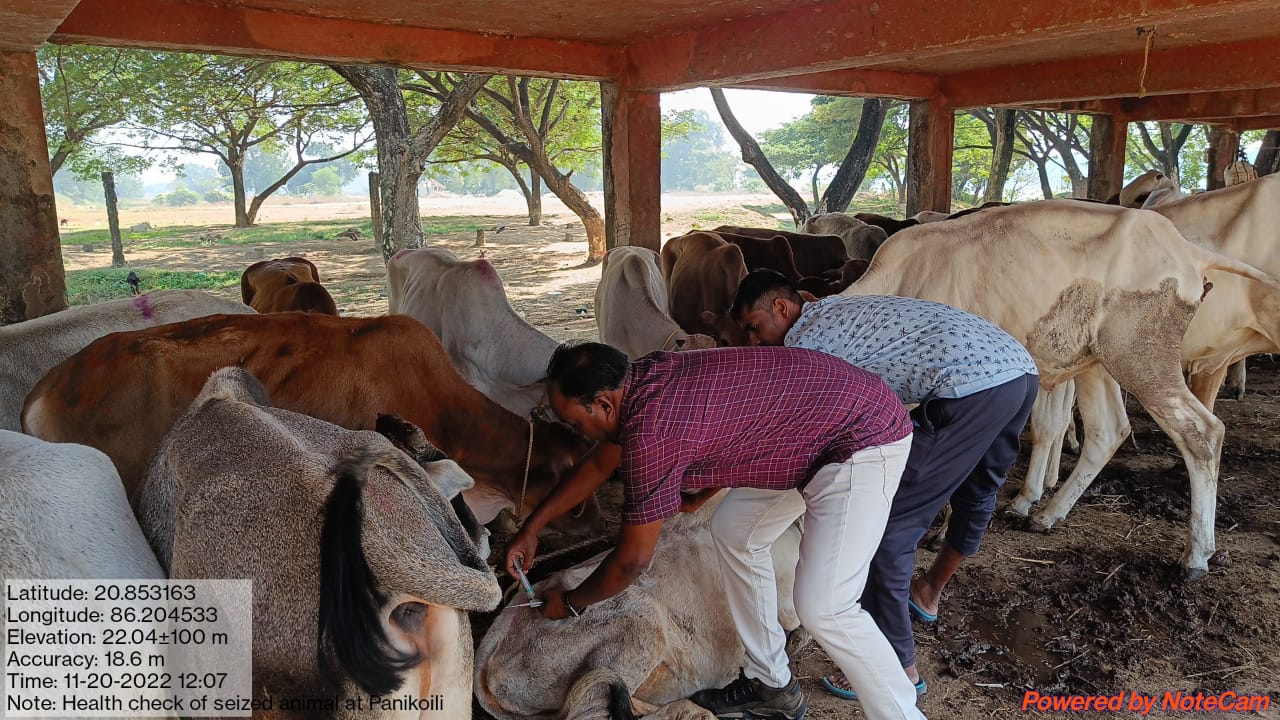 STF Seized Cattle Loaded Truck And Arrested Two In Jajpur