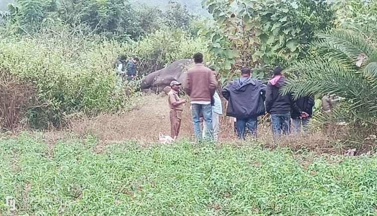 Tusker Body Found In 1 KM Away From Forest Office In Angul