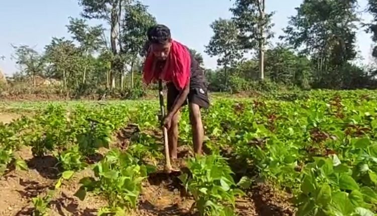 Youth Earns Livelihood For Family By Cultivating & Selling Leafy Green Vegetables