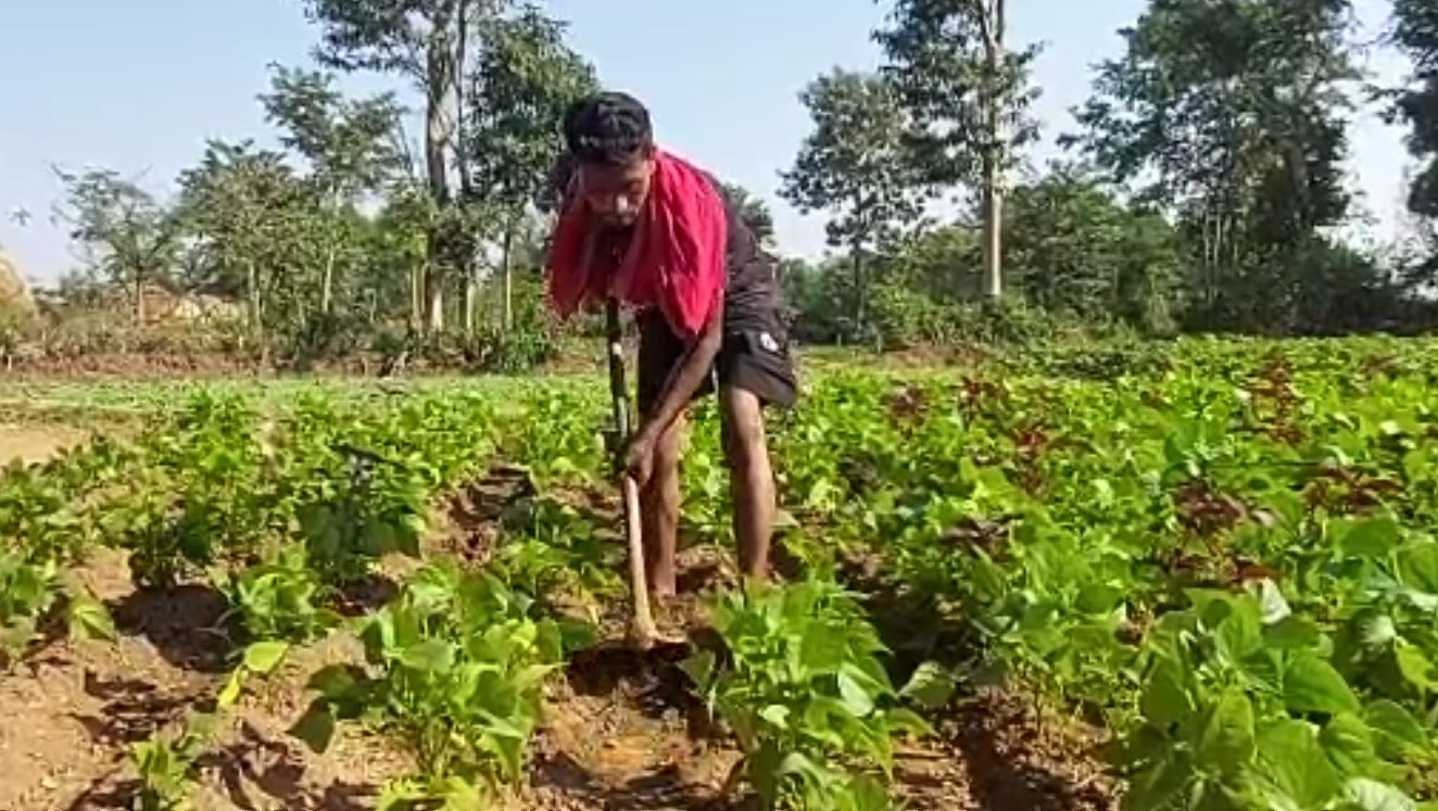 Youth Earns Livelihood For Family By Cultivating & Selling Leafy Green Vegetables