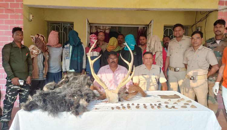Bargarh Forest Department Seized Bear Skin, Arrested 7 Person