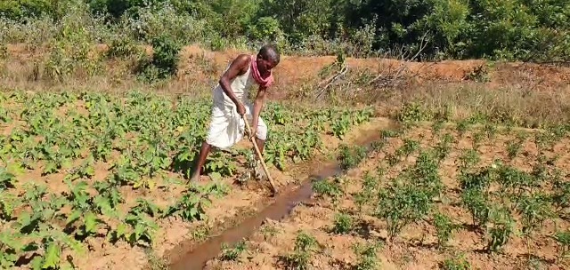 Farmer Of Nabarangpur Harvesting Vegetables Using Waterfall Water