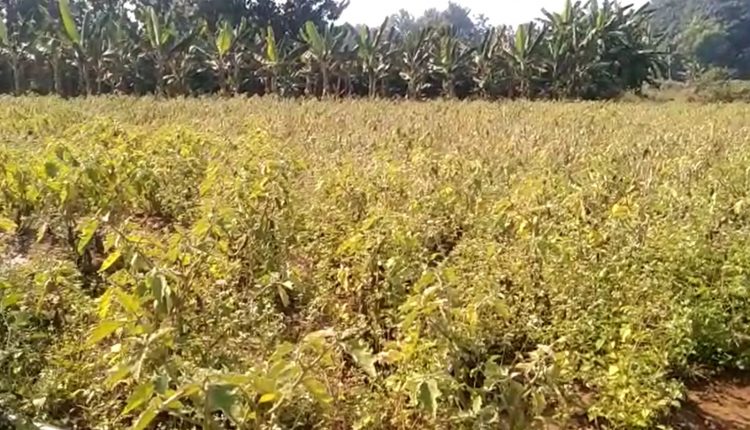 Farmers Throw Vegetables In Road As Not Getting Farming Price In Angul