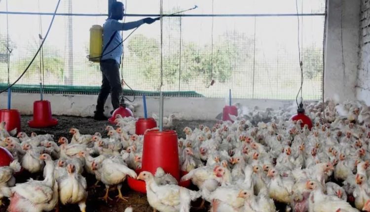Bird Flu Knocks In Jharkhand Before Holi