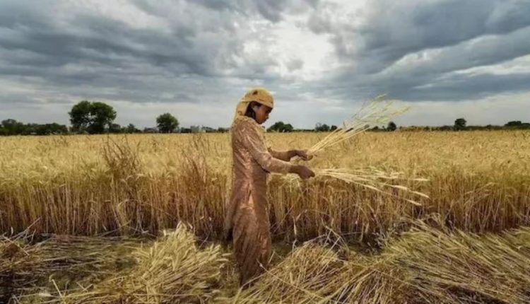 IMD Warmer Weather Update February Advisory For Farmers