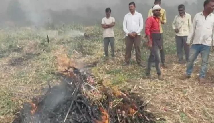 Angry Farmer Burns Onion Crop, Invites Eknath Shinde, Writes In Blood